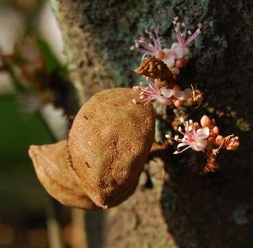 Image of Cynometra cauliflora L.