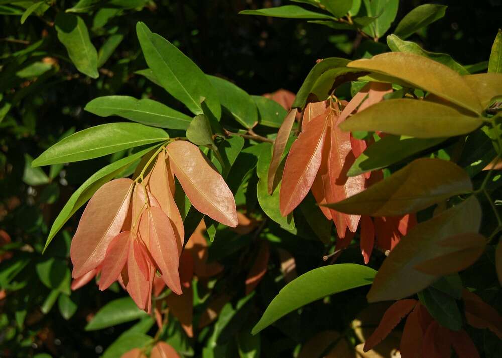 Image of Cynometra cauliflora L.