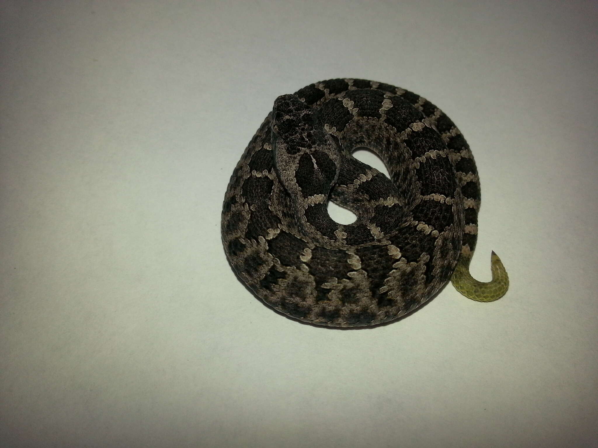 Image of Querétaro dusky rattlesnake