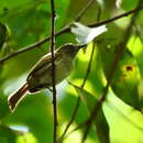 Image of White-bellied Tody-Tyrant