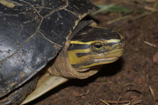 Image of South Asian Box Turtle