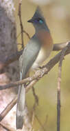 Image of Crested Coua