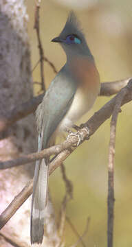 Image of Crested Coua