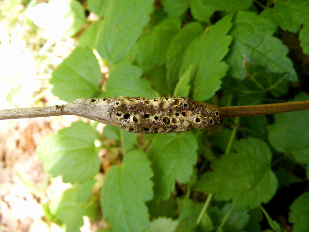 Image of Diastrophus rubi (Bouché 1834)