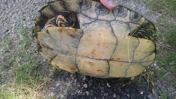 Image of Texas River Cooter