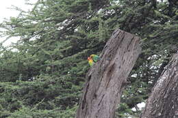 Image of Fischer's Lovebird