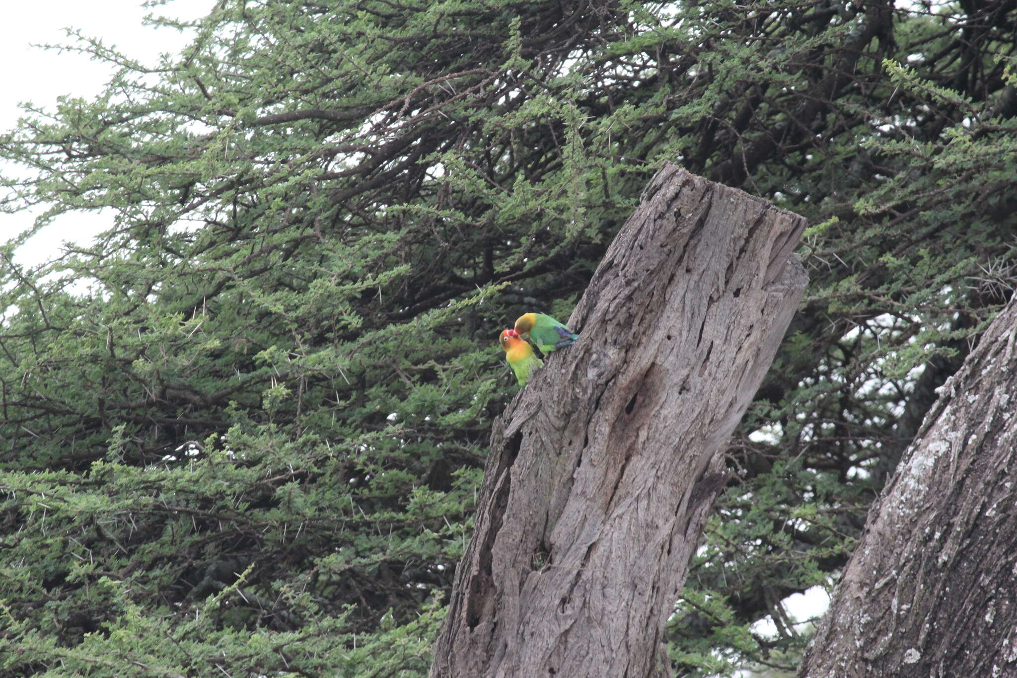 Image of Fischer's Lovebird