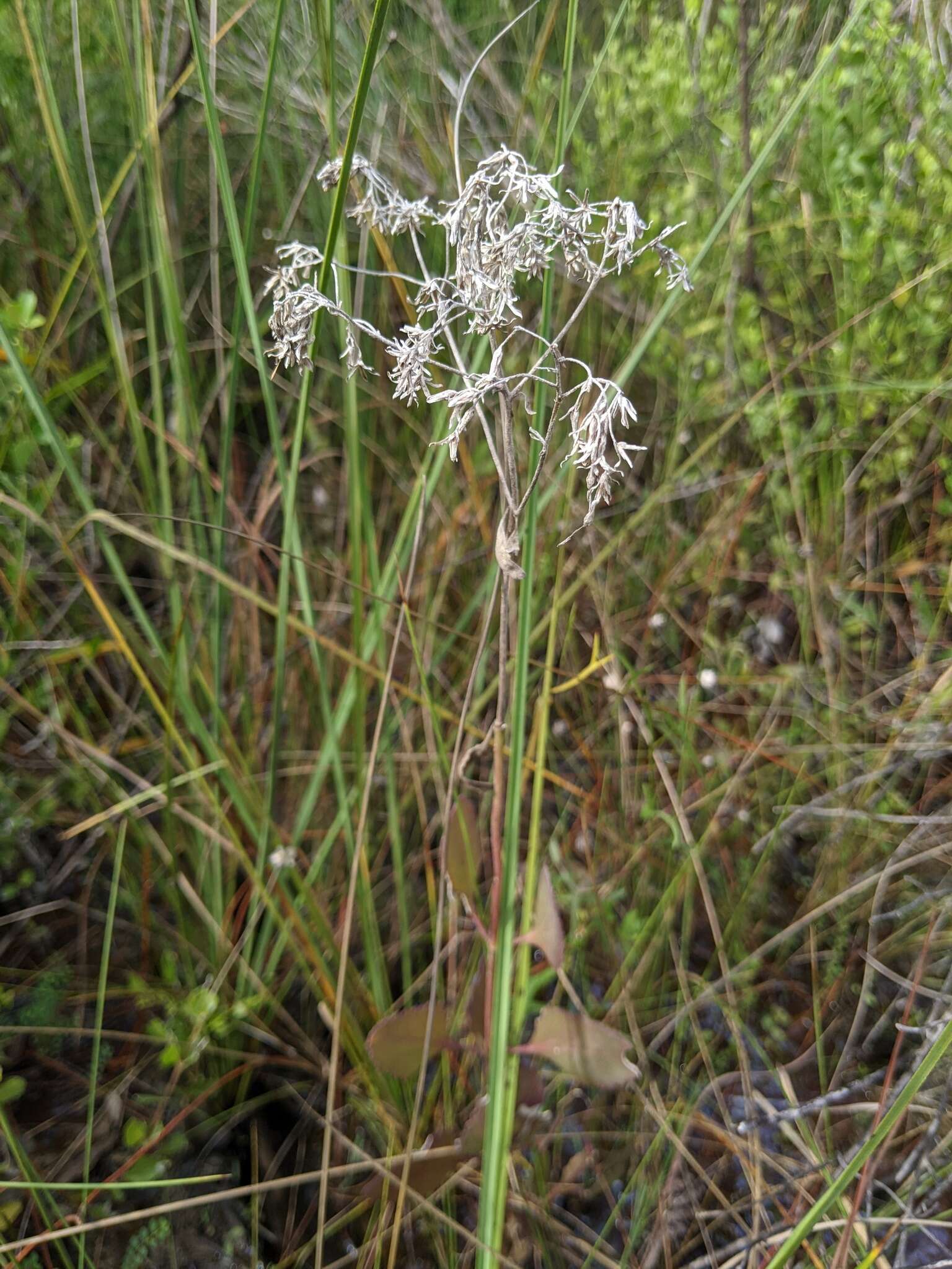 Image of semaphore thoroughwort