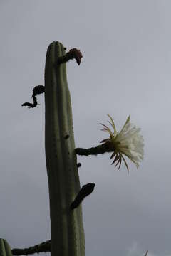 Image de Trichocereus macrogonus var. pachanoi