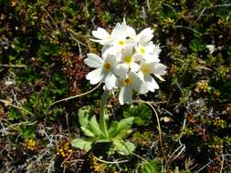 Image of Primula magellanica Lehm.