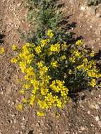 Image of Moapa bladderpod