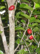 Image of Common sour-berry