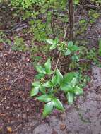 Imagem de Vitex pervillei Baker