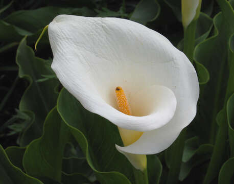 Image of Arum lily