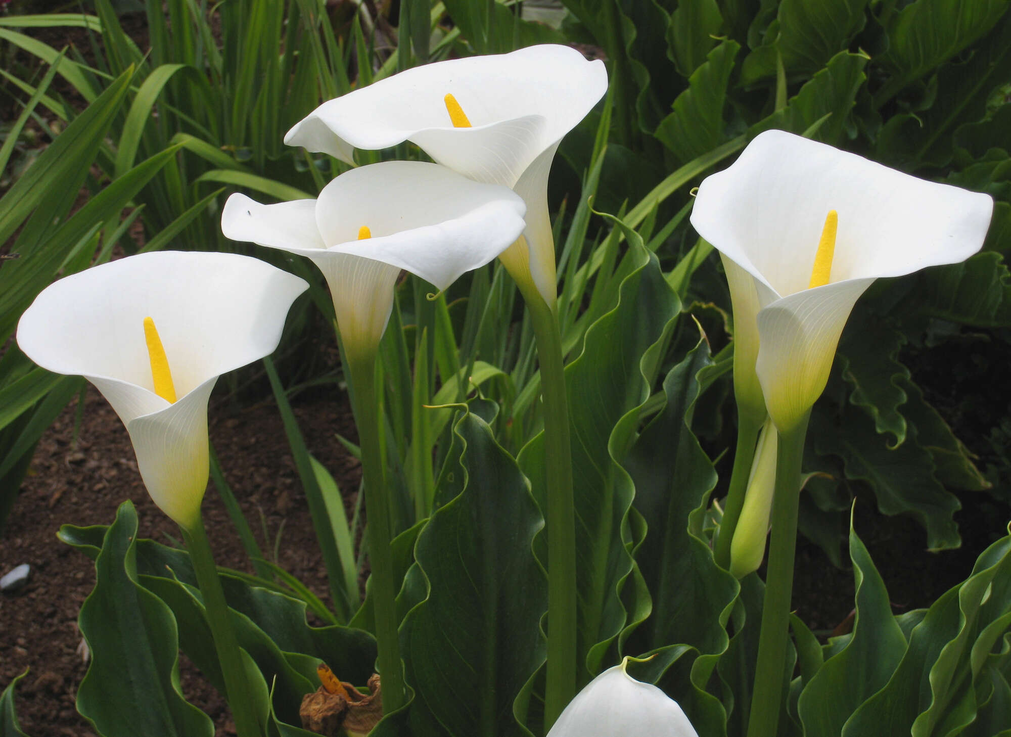 Image of Arum lily