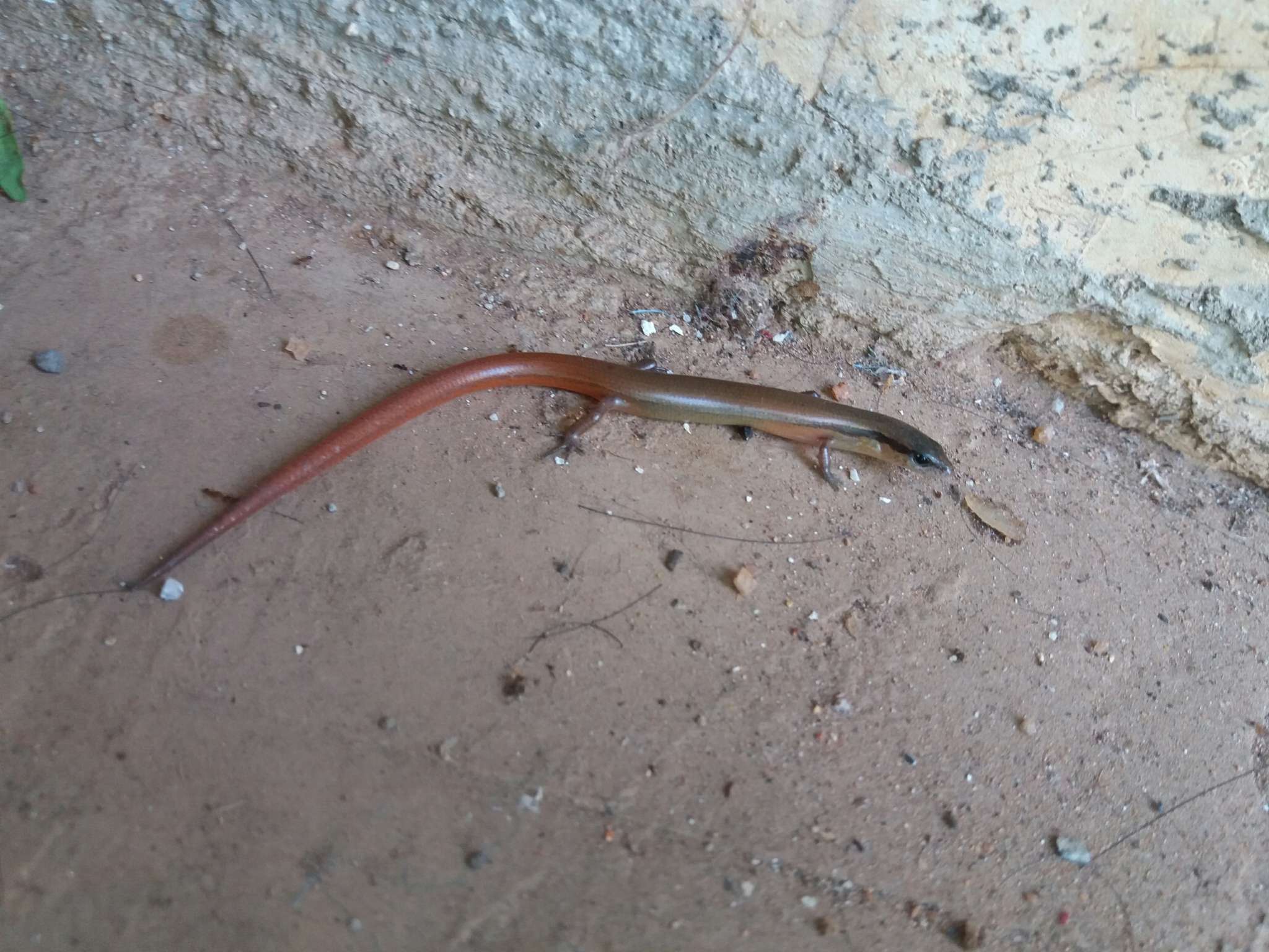 Image of Red Forest Skink