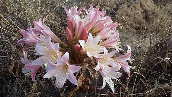 Image of Ammocharis longifolia (L.) Herb.