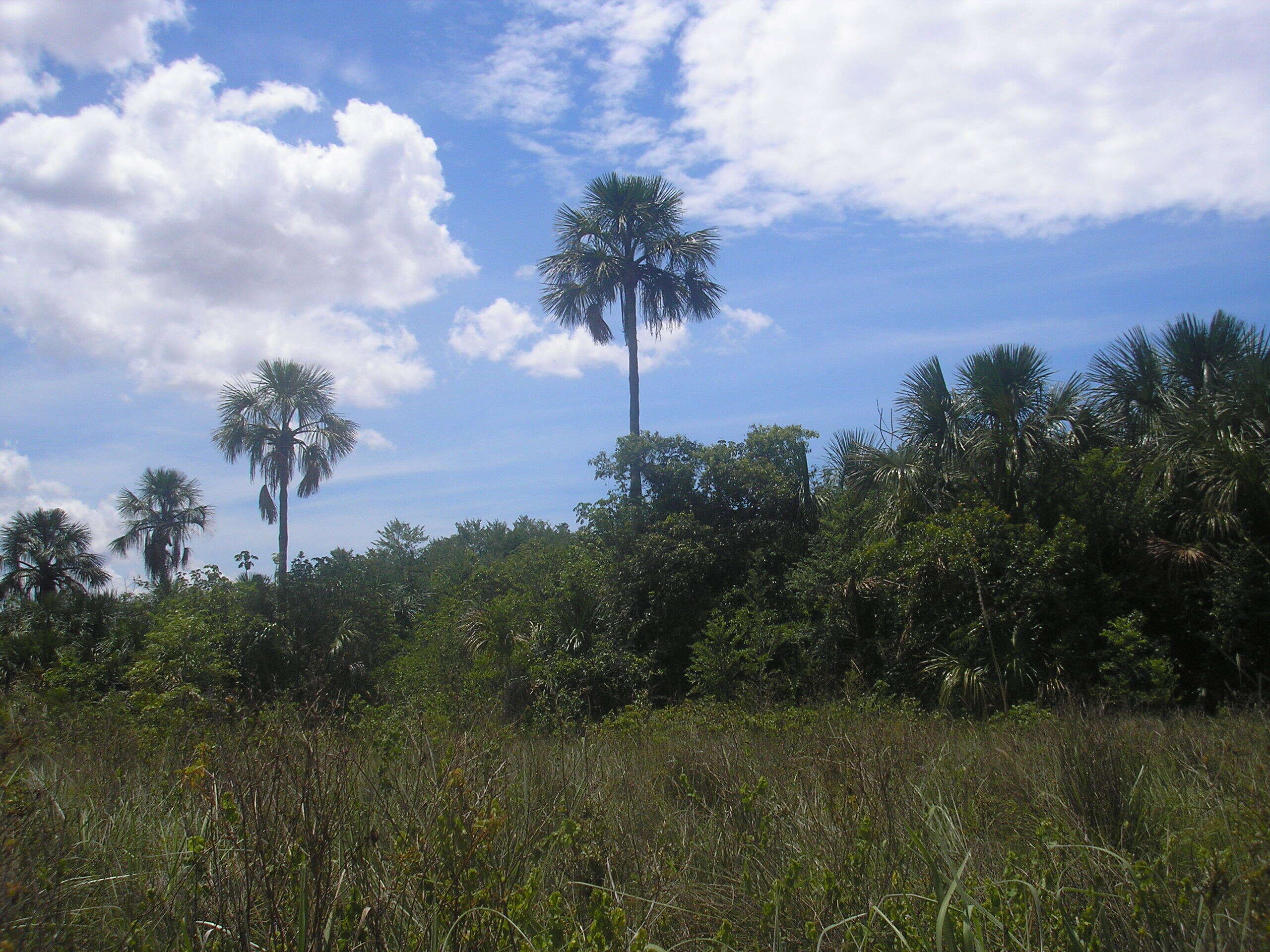 Image of mauritia