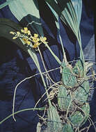 Image of Rudolfiella aurantiaca (Lindl.) Hoehne