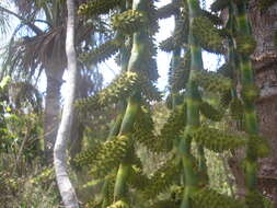 Image of mauritia