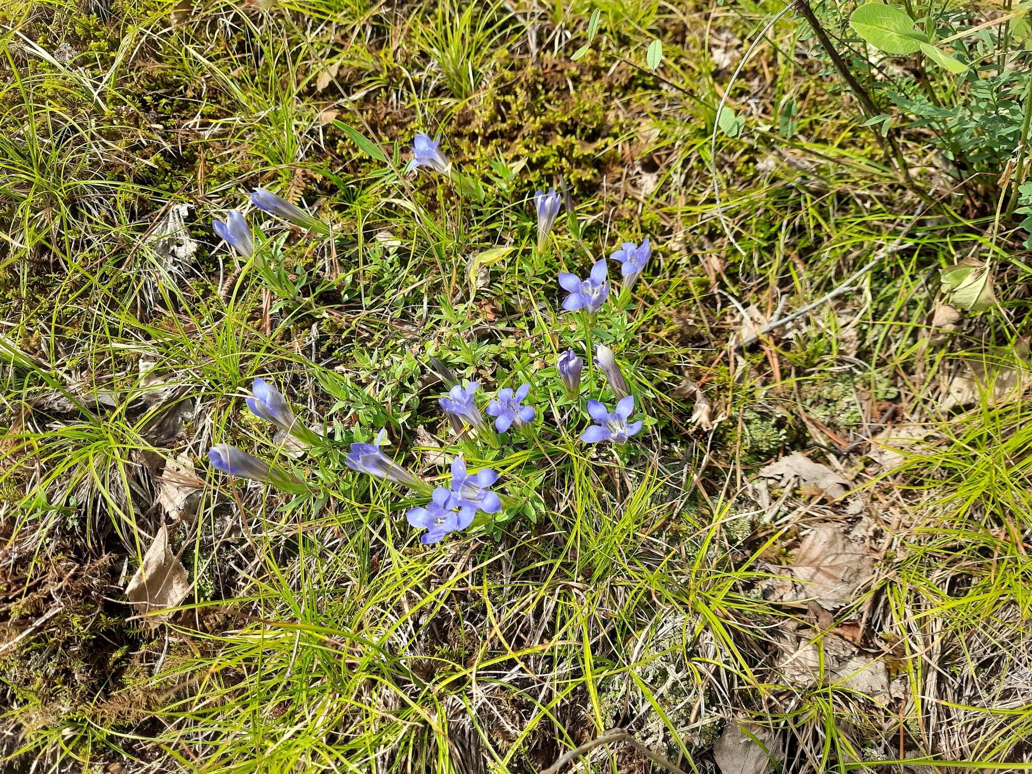 Image of Gentiana septemfida subsp. grossheimii (Doluch.) J. J. Halda