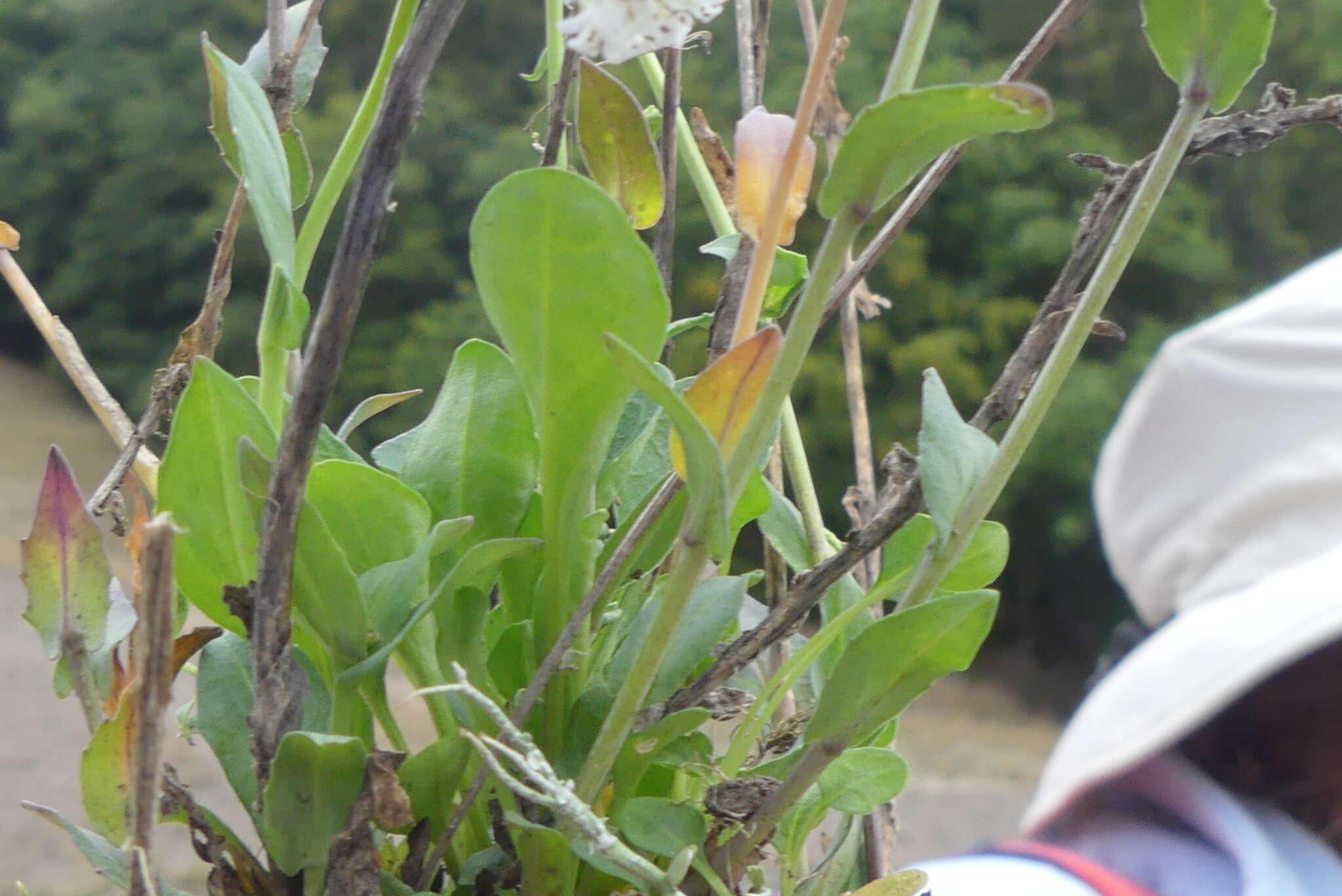 Image of Noccaea caerulescens subsp. calaminaris (Lej.) Holub