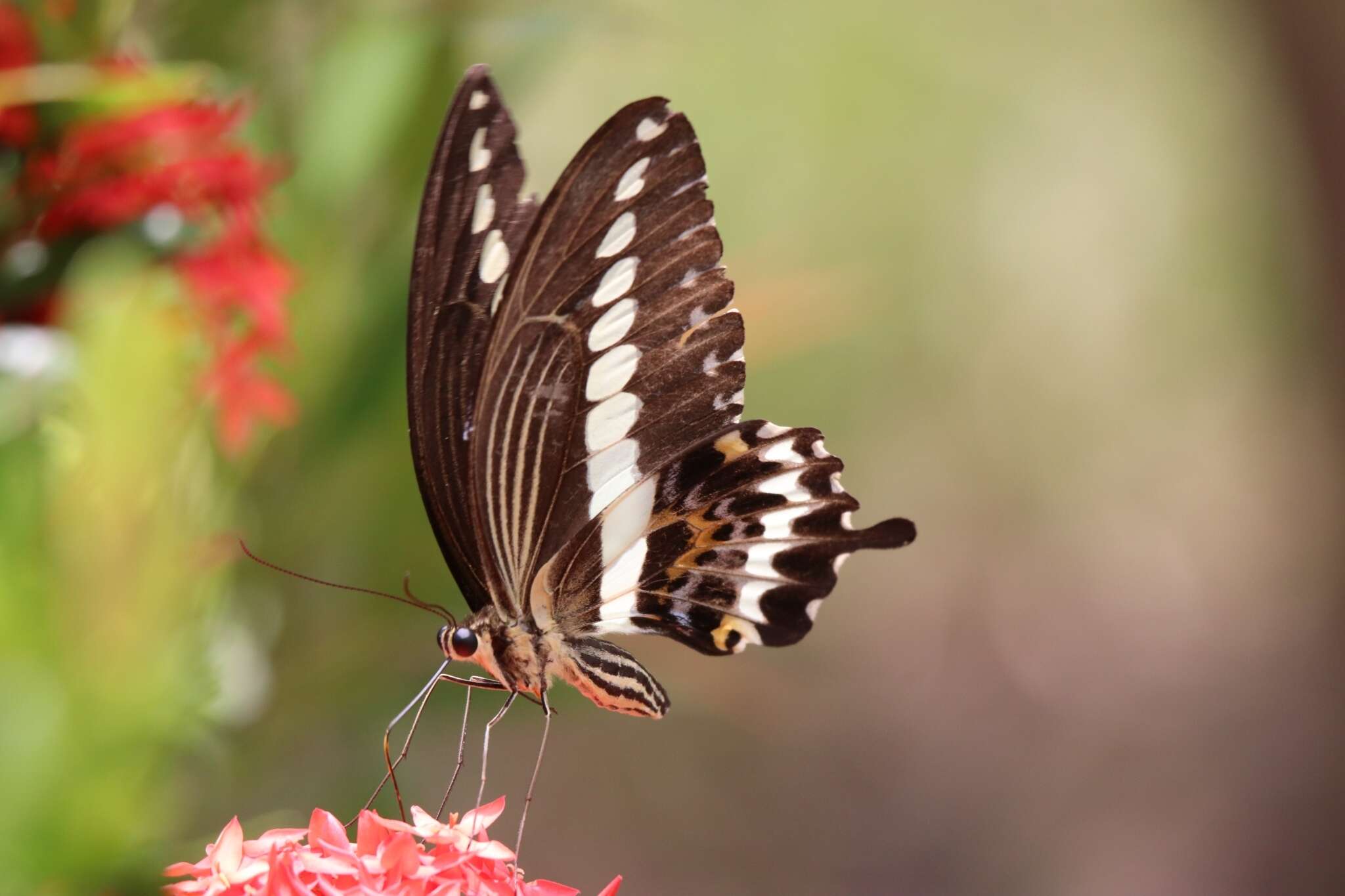 Sivun Papilio gigon Felder & Felder 1864 kuva