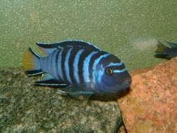 Image de Pseudotropheus elongatus Fryer 1956