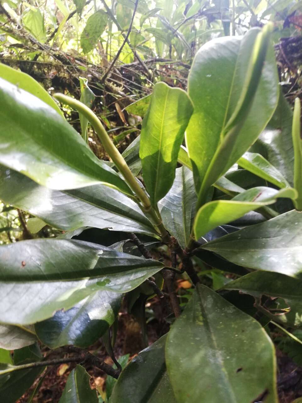Image of Magnolia guatapensis (Lozano) Govaerts