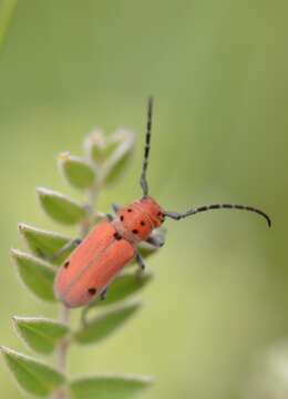 Sivun Tetraopes quinquemaculatus Haldeman 1847 kuva