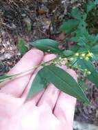 Solidago arguta var. boottii (Hook.) E. J. Palmer & Steyerm. resmi