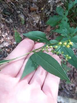 Image of Boott's goldenrod