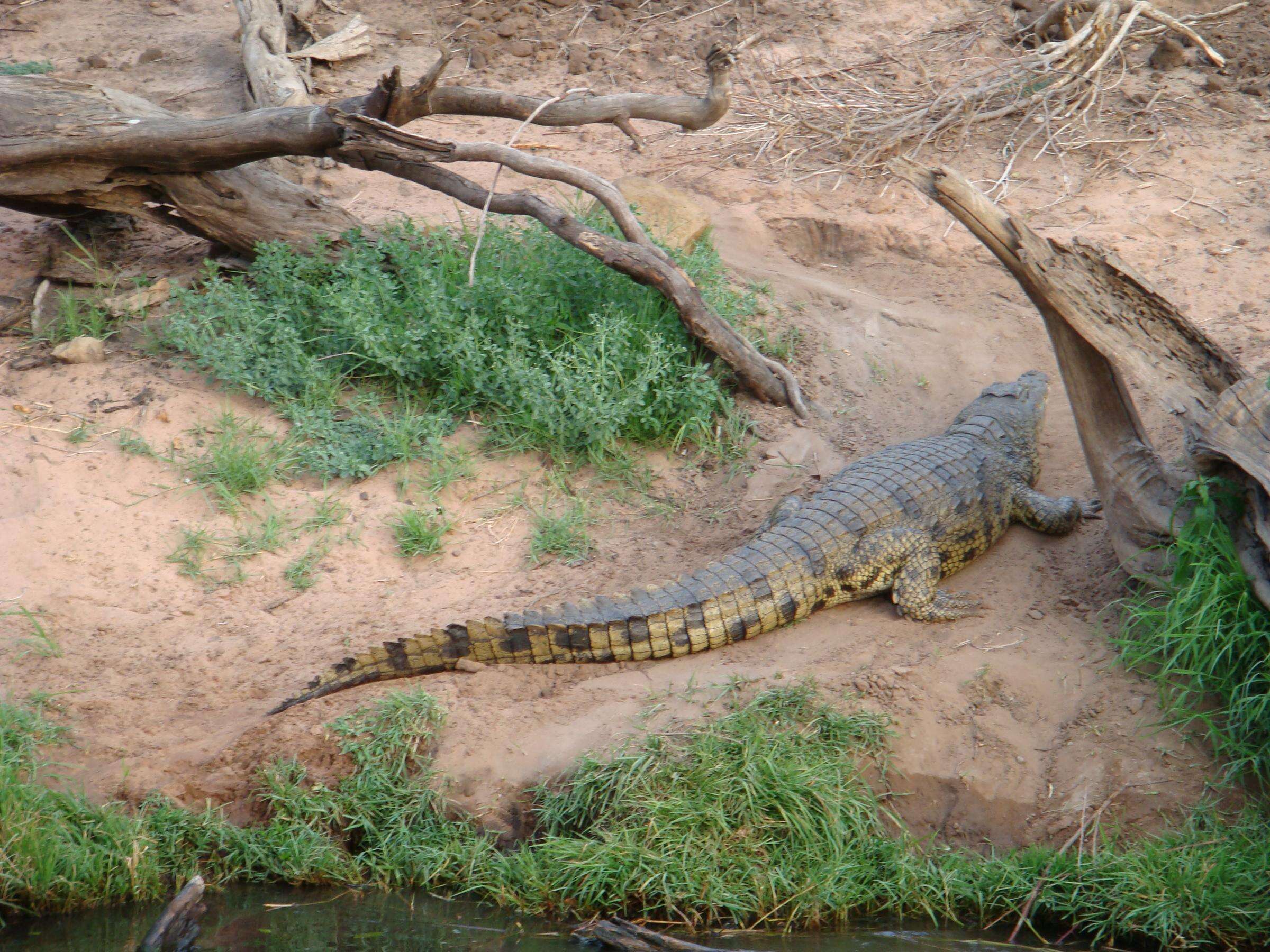 Image of Nile crocodile