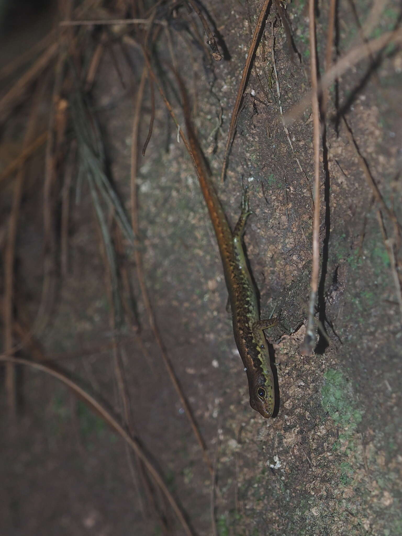 Plancia ëd Sphenomorphus puncticentralis Iskandar 1994