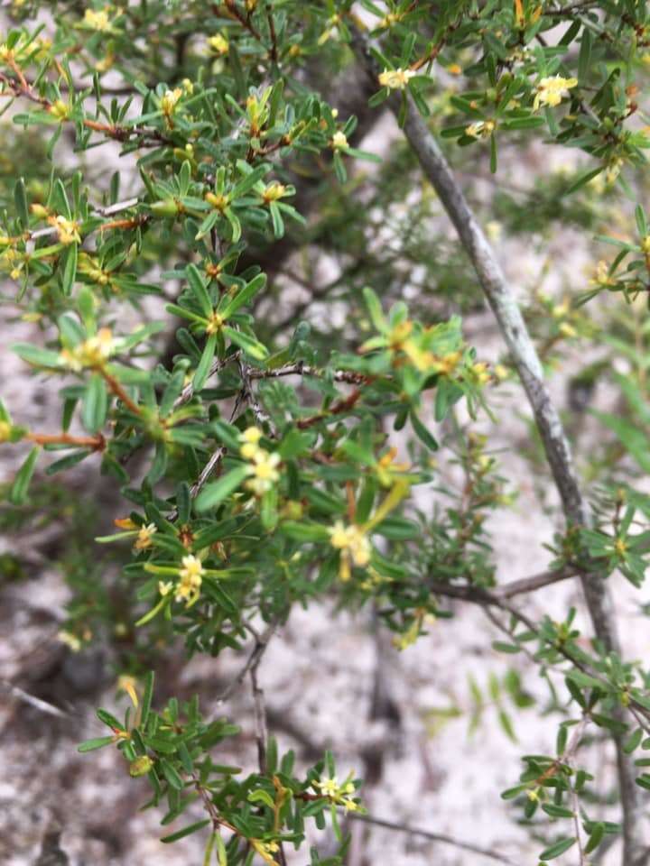 Image of Pseudanthus orientalis F. Muell.