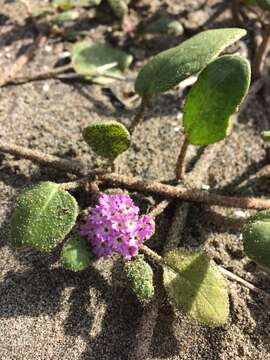 Image of pink sand verbena