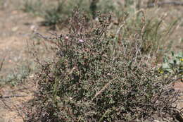 Image of Ruschia cradockensis (Kuntze) H. E. K. Hartm. & D. Stüber