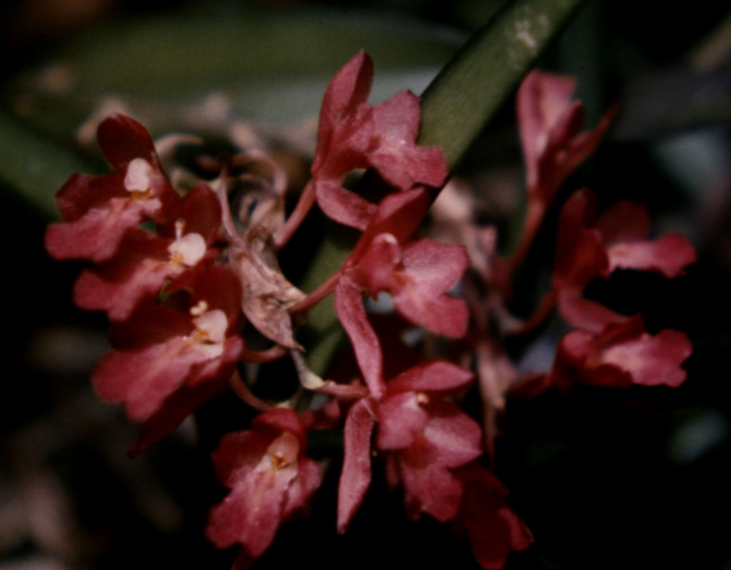 Image of Rodriguezia lanceolata Ruiz & Pav.