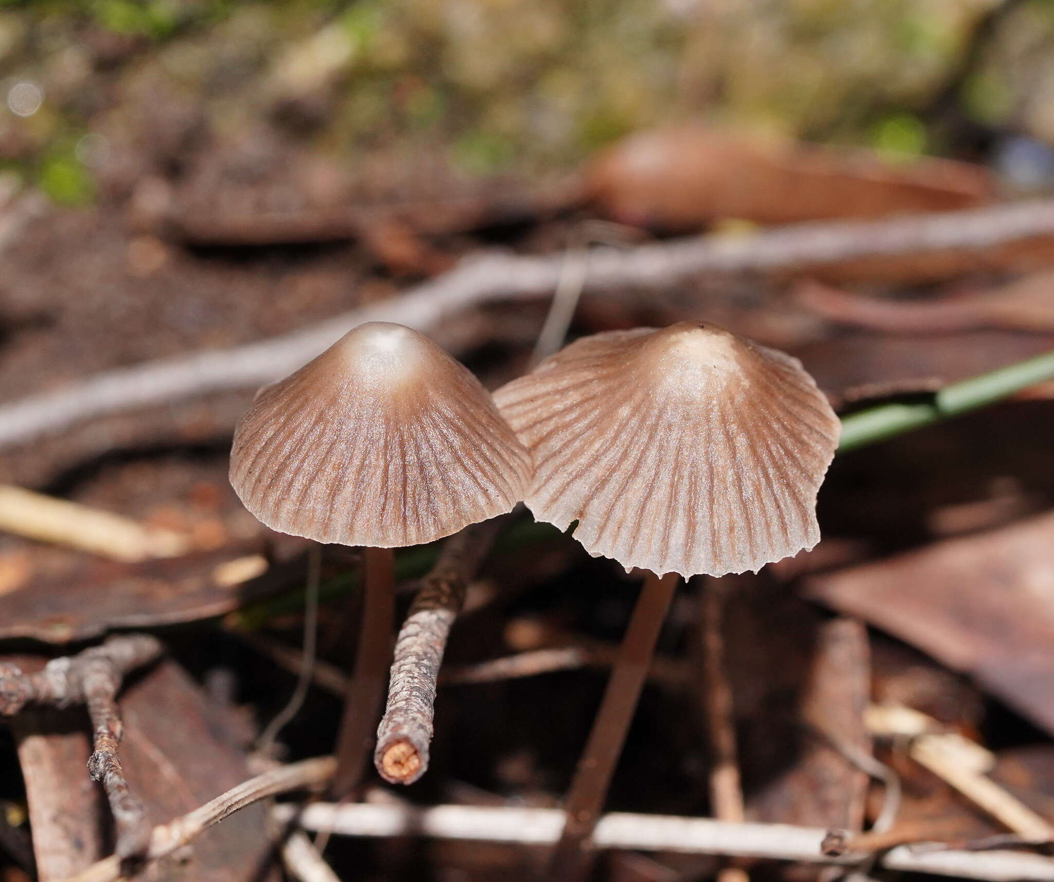 Sivun Mycena albidofusca Cleland 1933 kuva