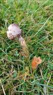 Image of Squamanita paradoxa (A. H. Sm. & Singer) Bas 1965