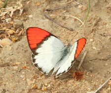 Image of <i>Colotis annae</i>