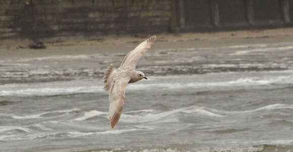 Image of Larus glaucoides thayeri Brooks & WS 1915