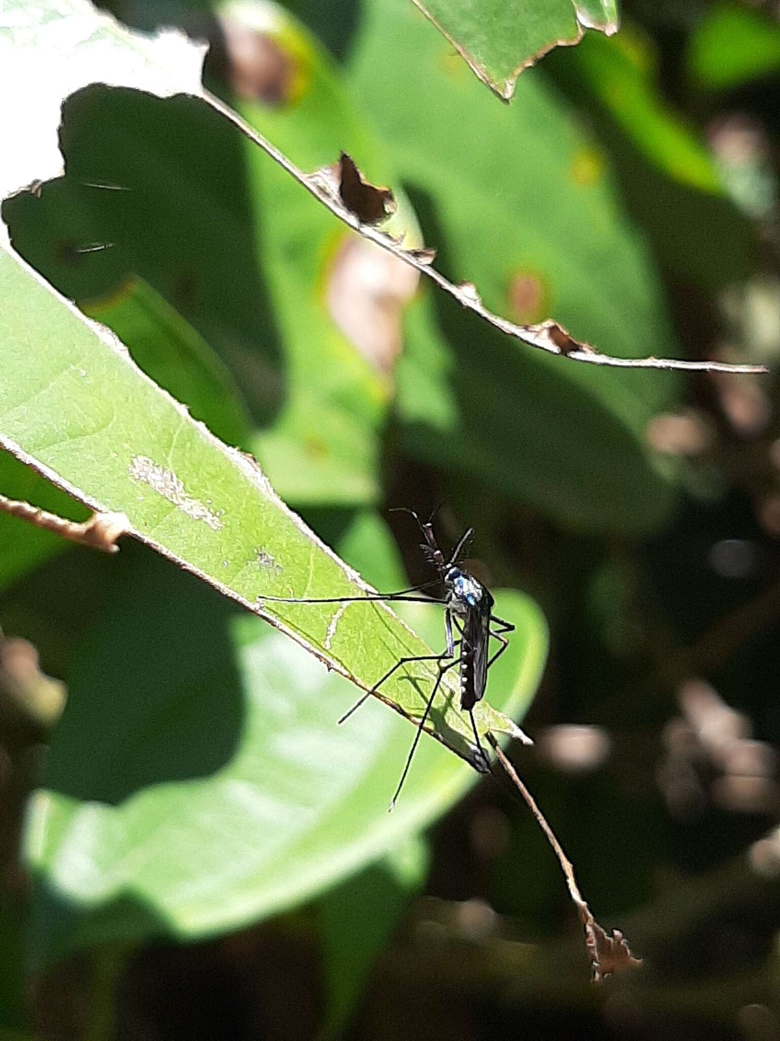 Plancia ëd Toxorhynchites trichopygus (Wiedemann 1828)