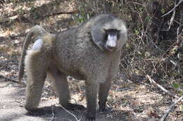 Image of Anubis Baboon