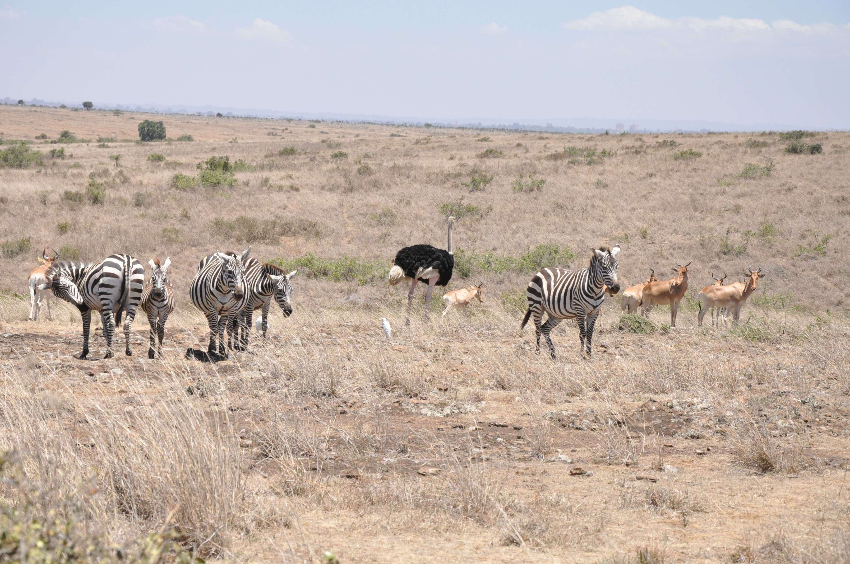 Image of Masai ostrich