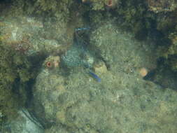 Image of Common scalyfin