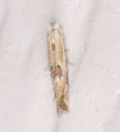 Image of Bucculatrix ambrosiaefoliella Chambers 1875