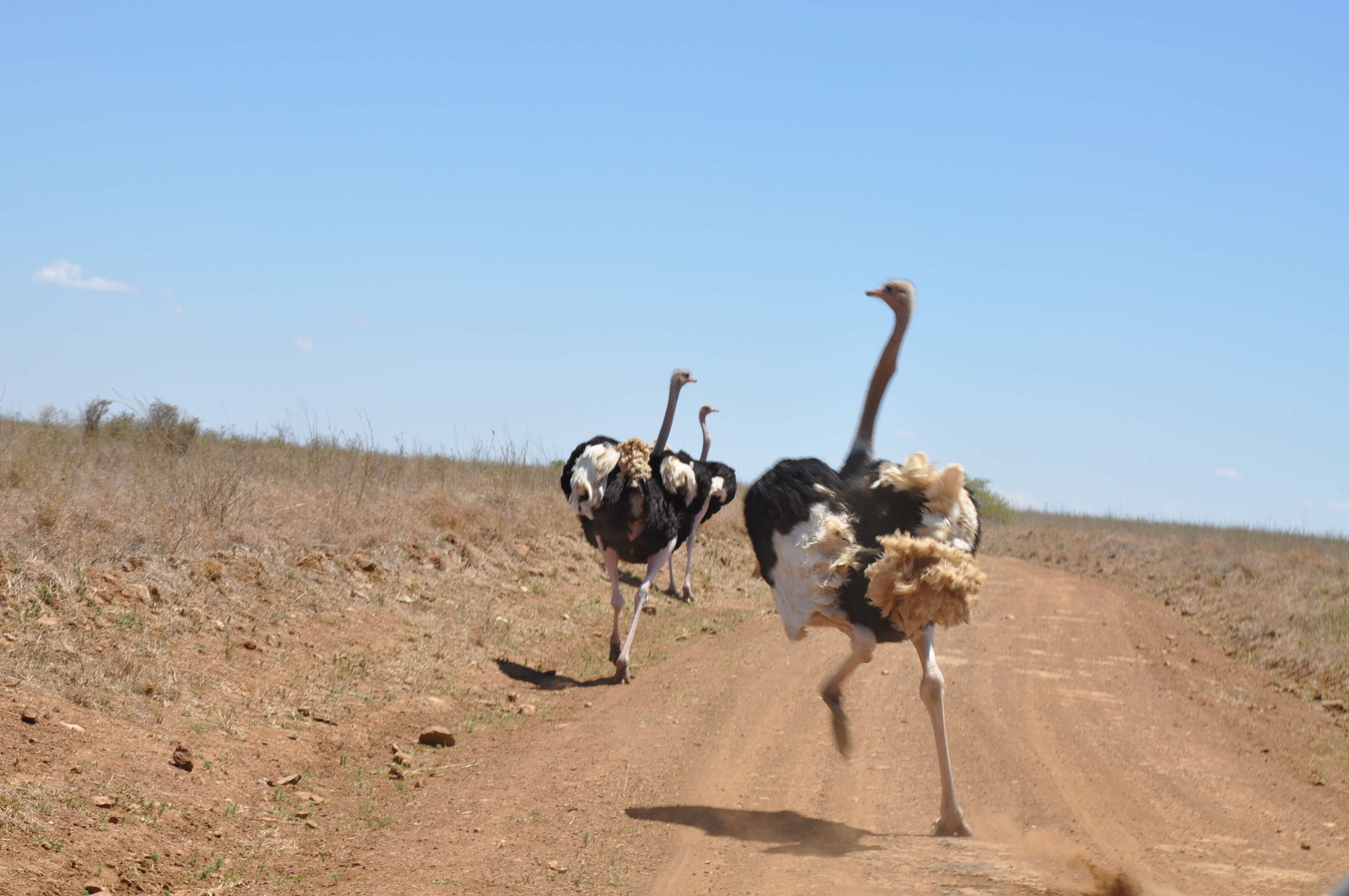 Image of Masai ostrich