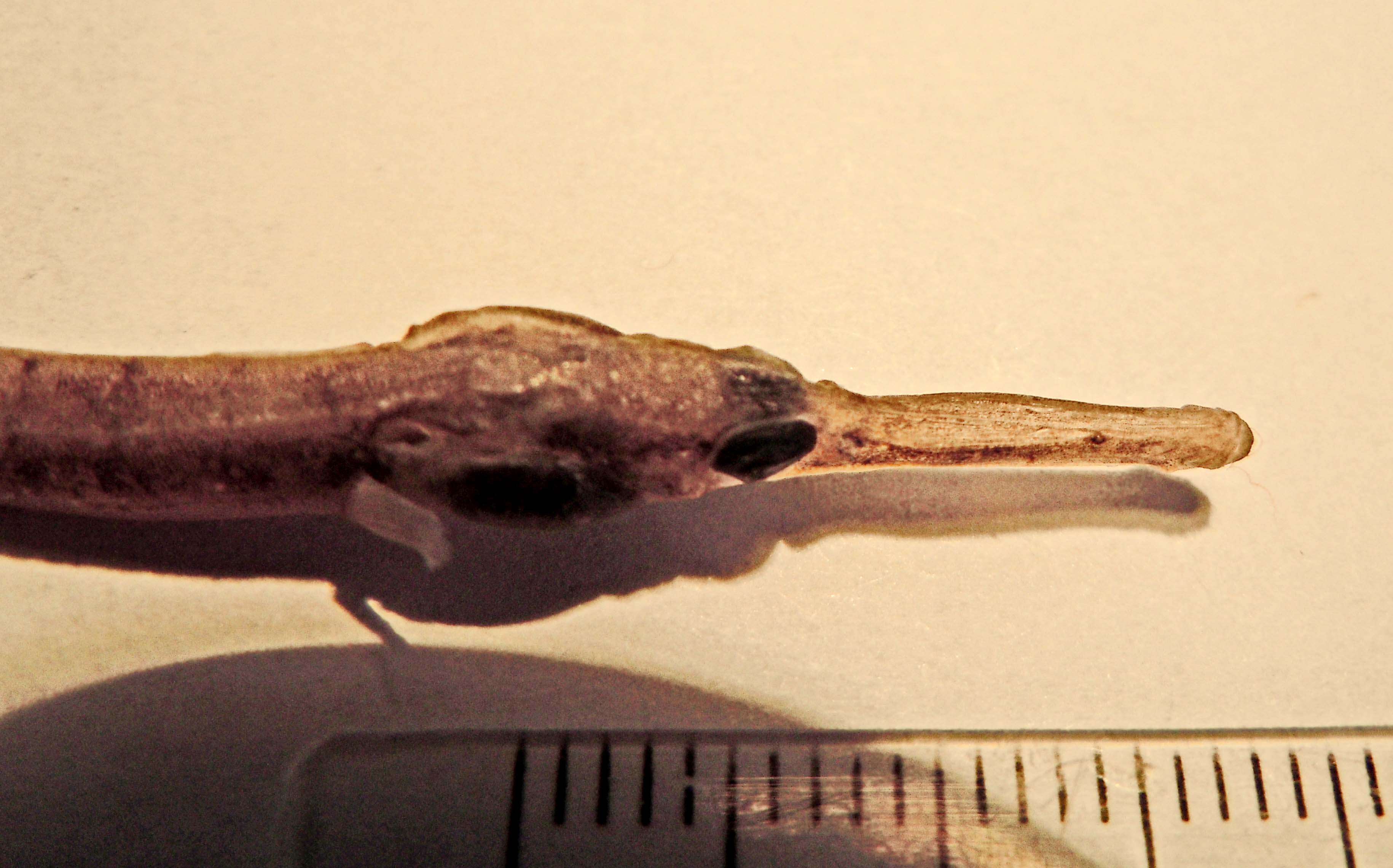Image of Narrow-snouted Pipefish