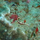 Sivun Hypselodoris nigrolineata (Eliot 1904) kuva